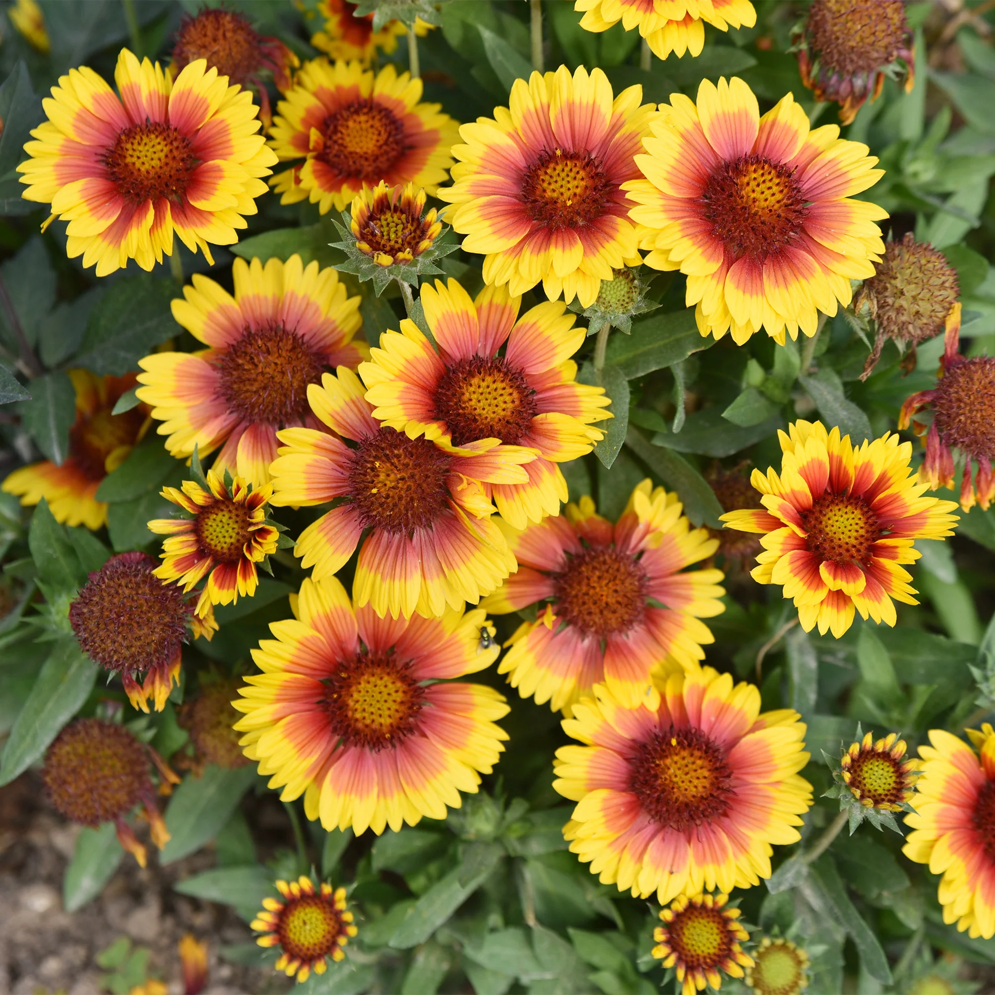 Kokardenblume ‘Kobold’