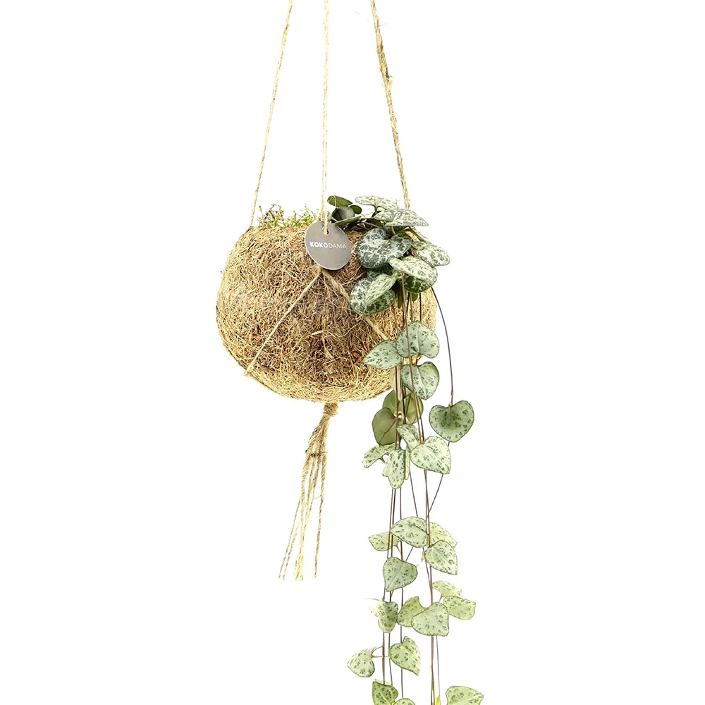 Kokodama Chinesische Laterne Ceropegia woodii inkl. Kokostopf - Hängepflanze