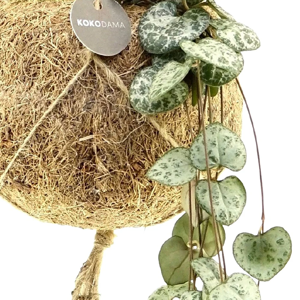Kokodama Chinesische Laterne Ceropegia woodii inkl. Kokostopf - Hängepflanze - Image 2