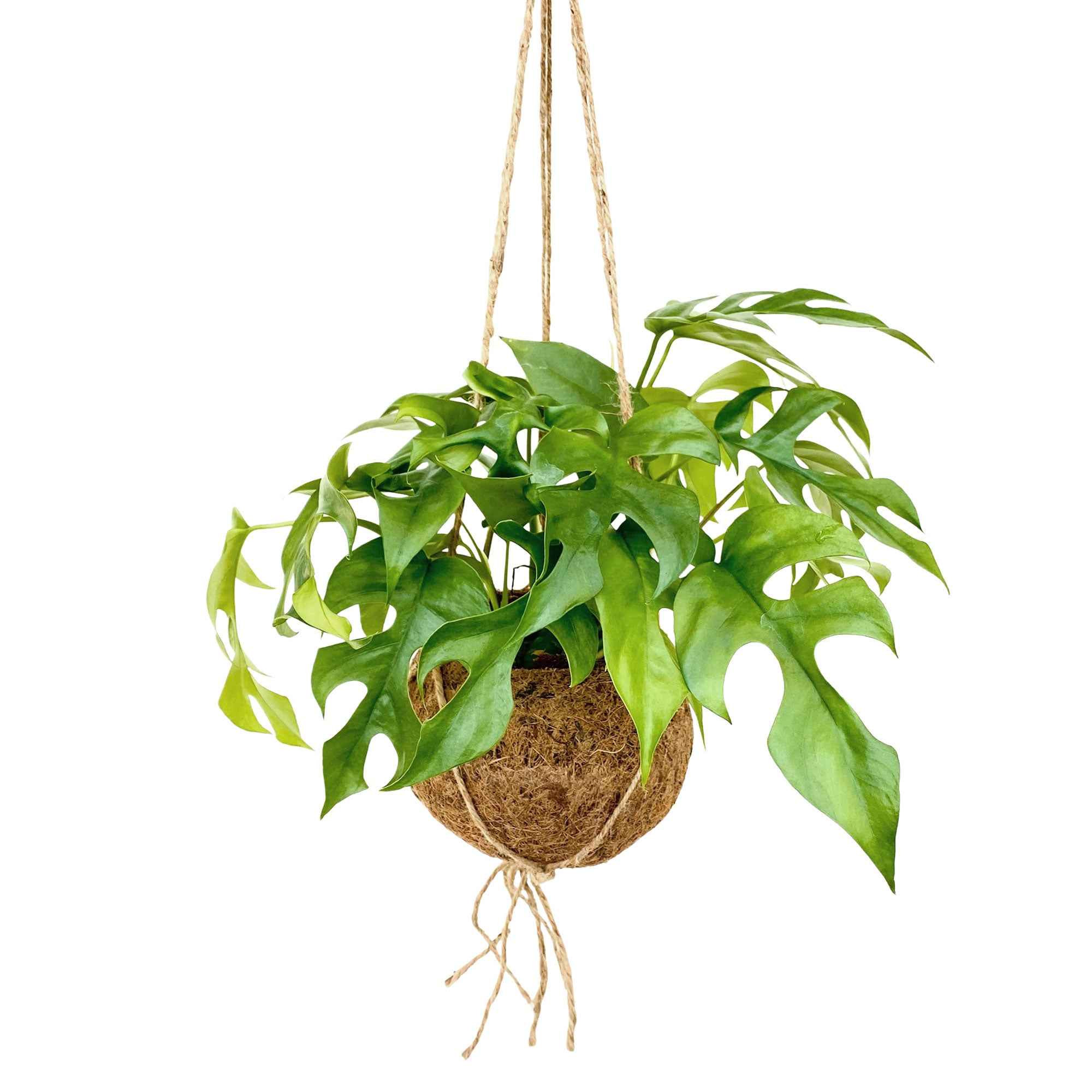 Kokodama Lochpflanze Monstera minima Inkl. Kokostopf