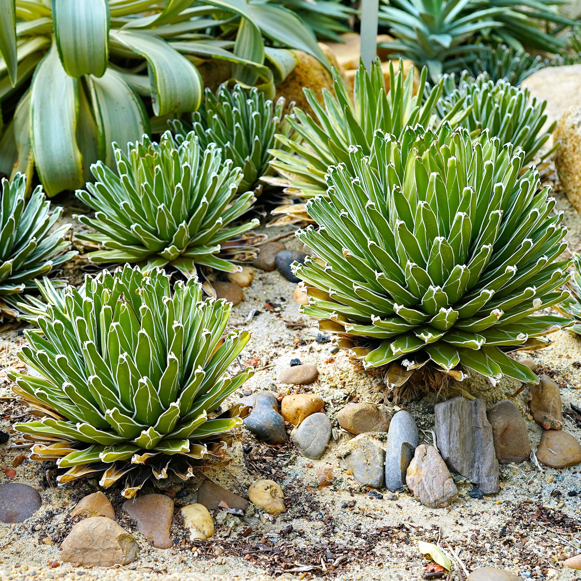 Königin-Victoria-Agave - Image 3