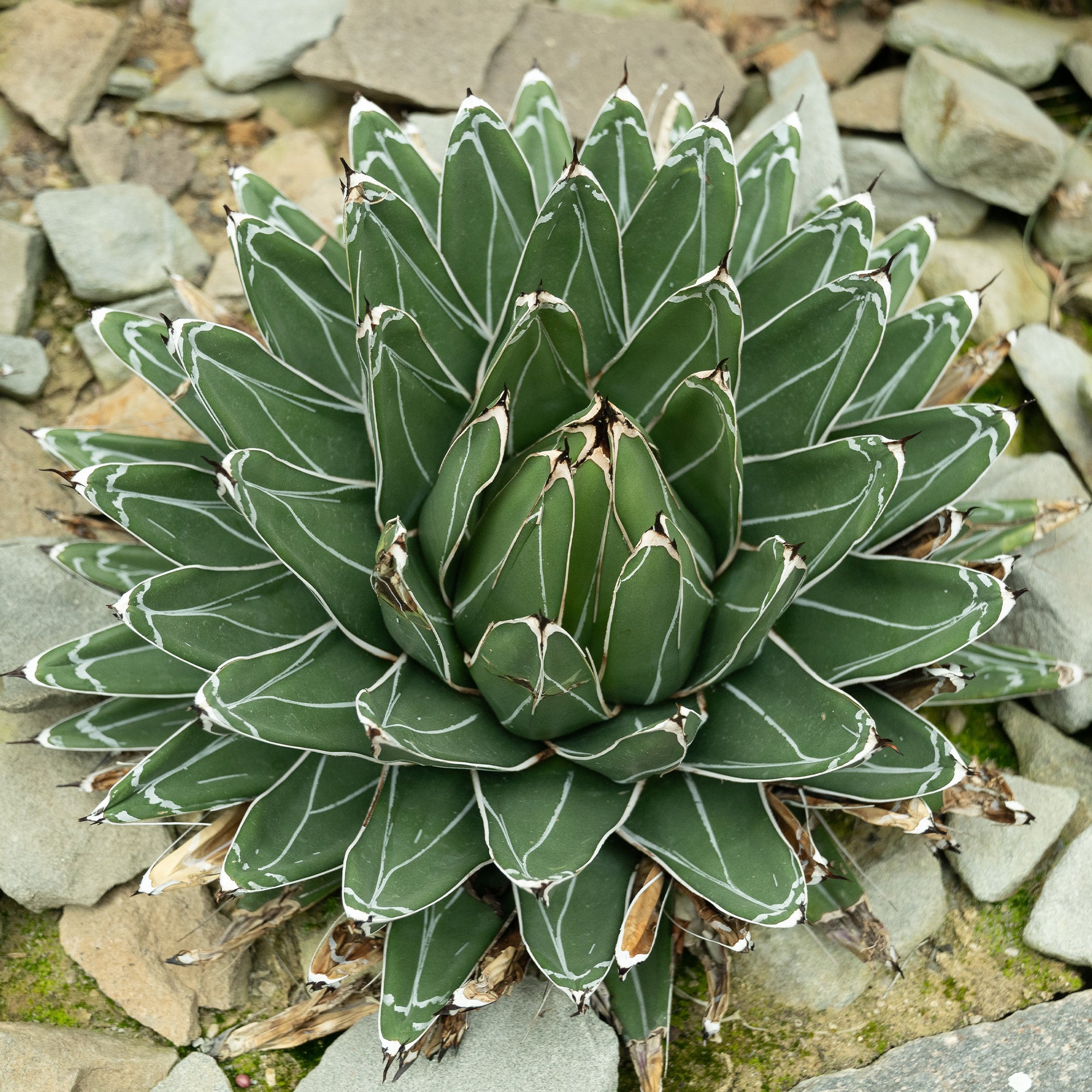 Königin-Victoria-Agave - Image 4