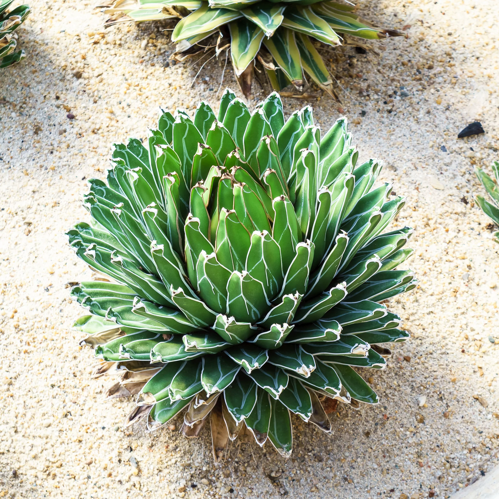 Königin-Victoria-Agave - Image 5