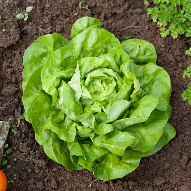 Kopfsalat Appia