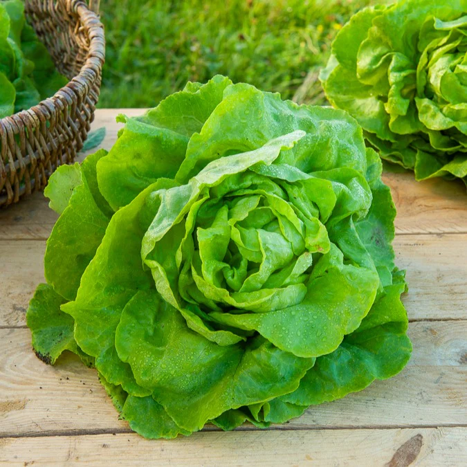 Kopfsalat Appia - Image 2