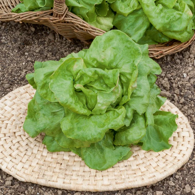 Kopfsalat ‘Du Bon Jardinier’ - Image 2