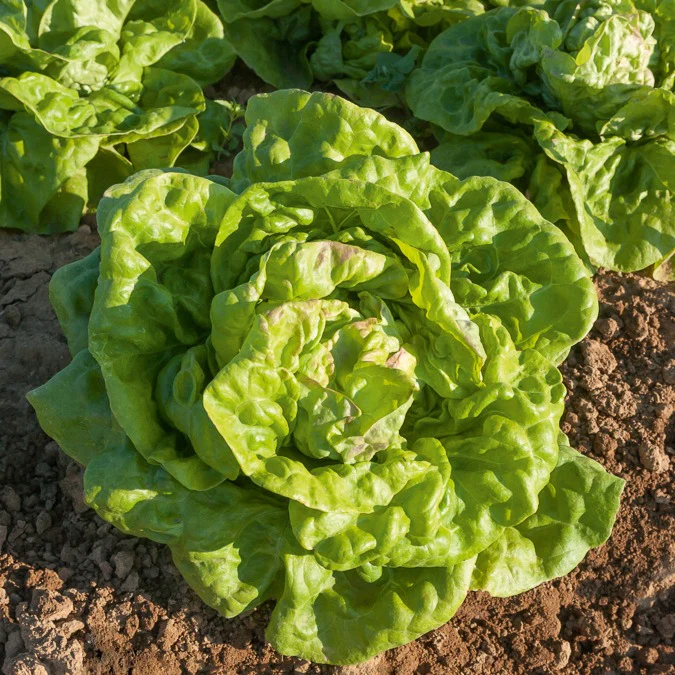 Kopfsalat ‘Reine de Mai’ - Image 2
