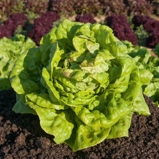 Kopfsalat ‘Reine de Mai’ - Image 3