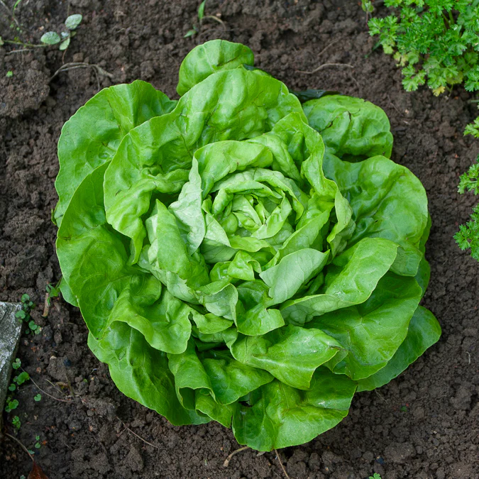 Kopfsalat Rigoletto - Image 3