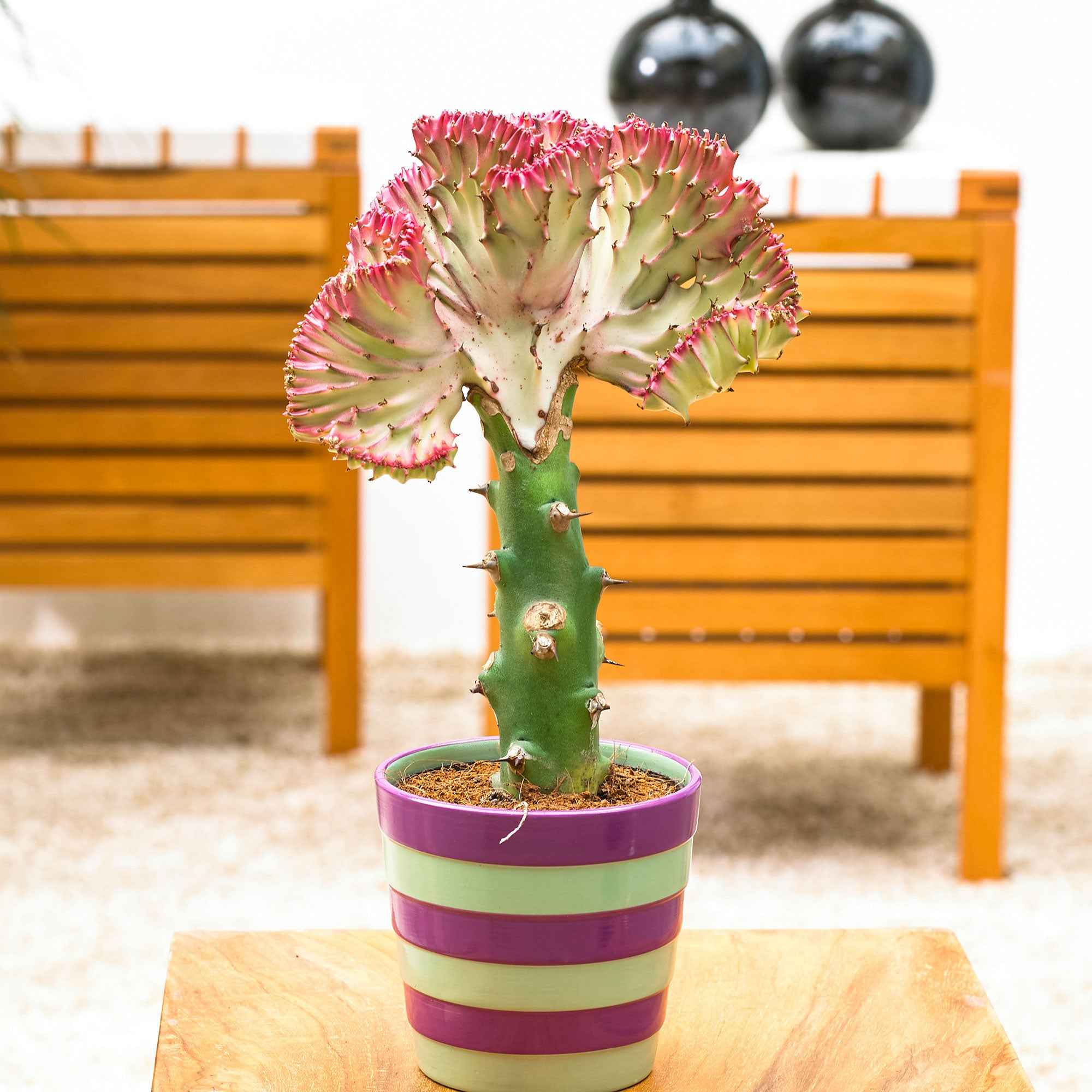 Korallen-Wolfsmilch 'Cristata' - Image 4