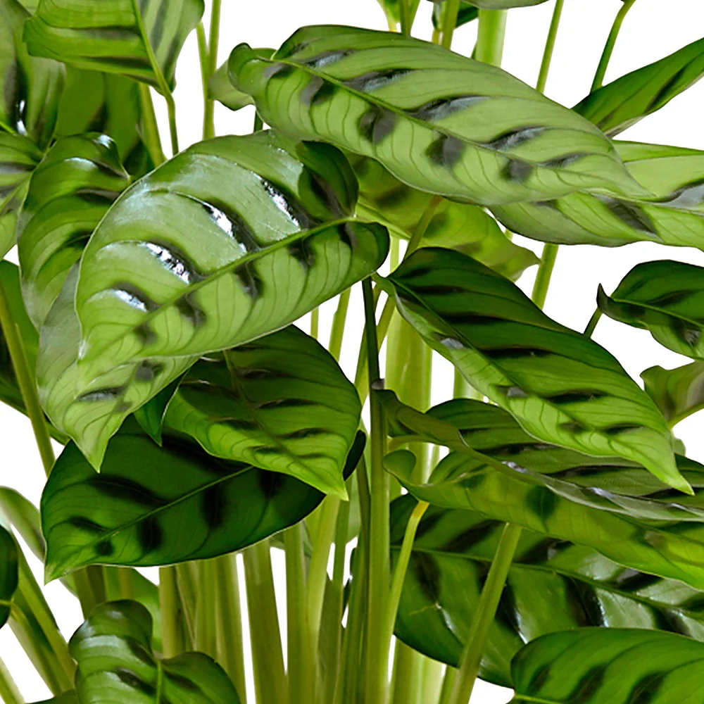 Korbmarante 'Leopardina' - Image 2