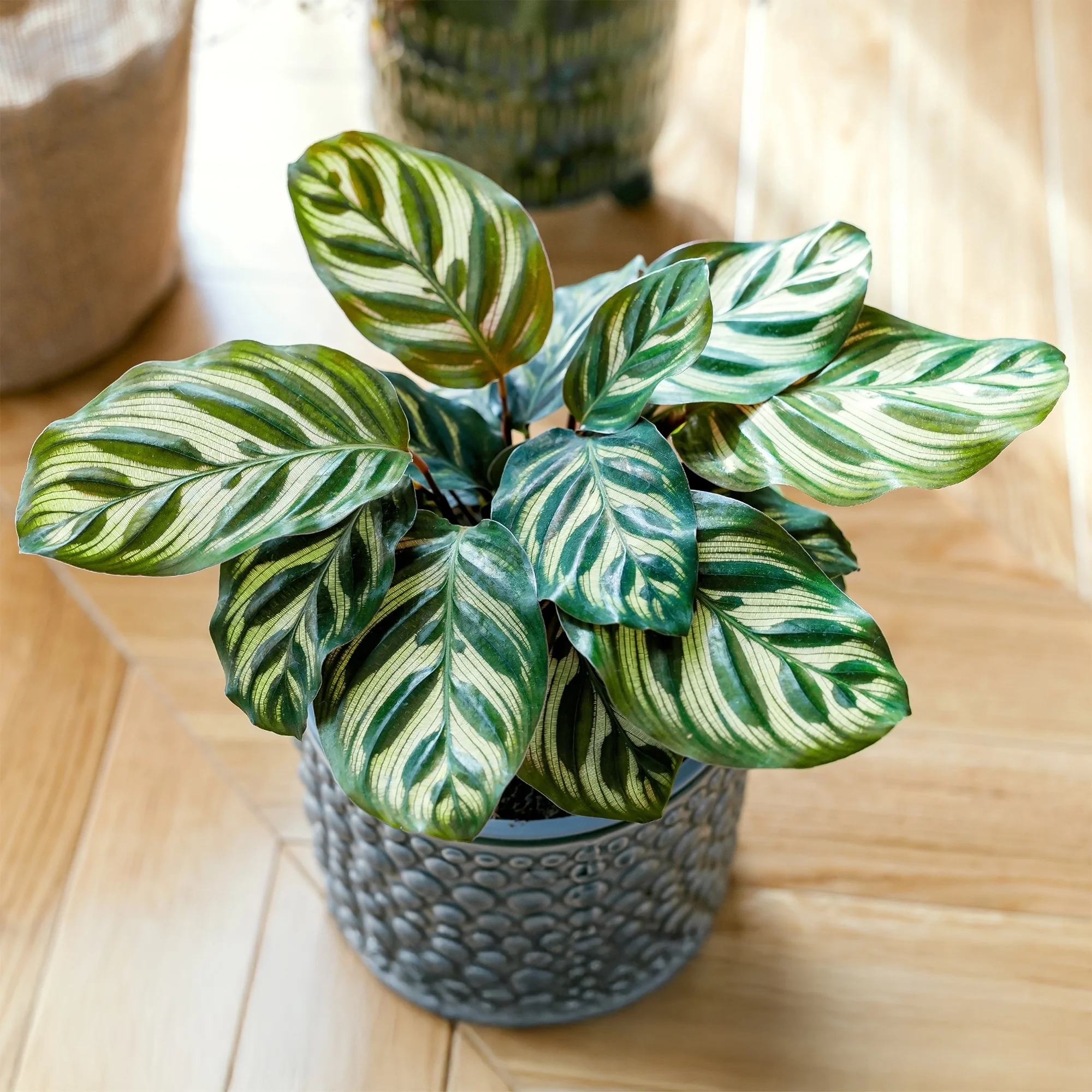 Korbmarante 'Makoyana'