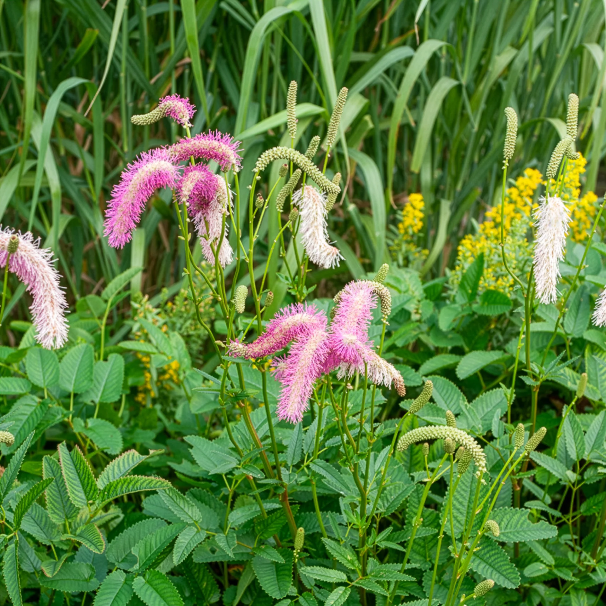 Koreanischer Wiesenknopf Pink Brushes - Image 2