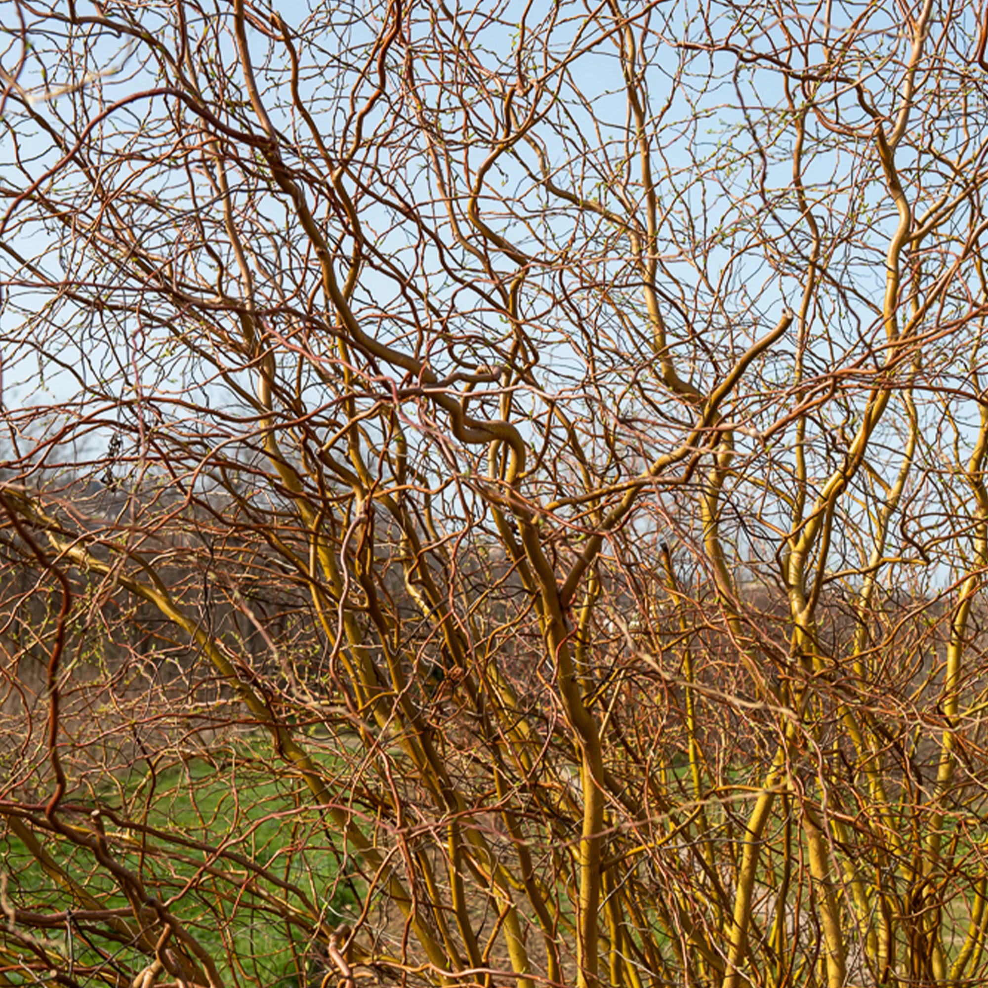 Korkenzieher-Weide - Image 2