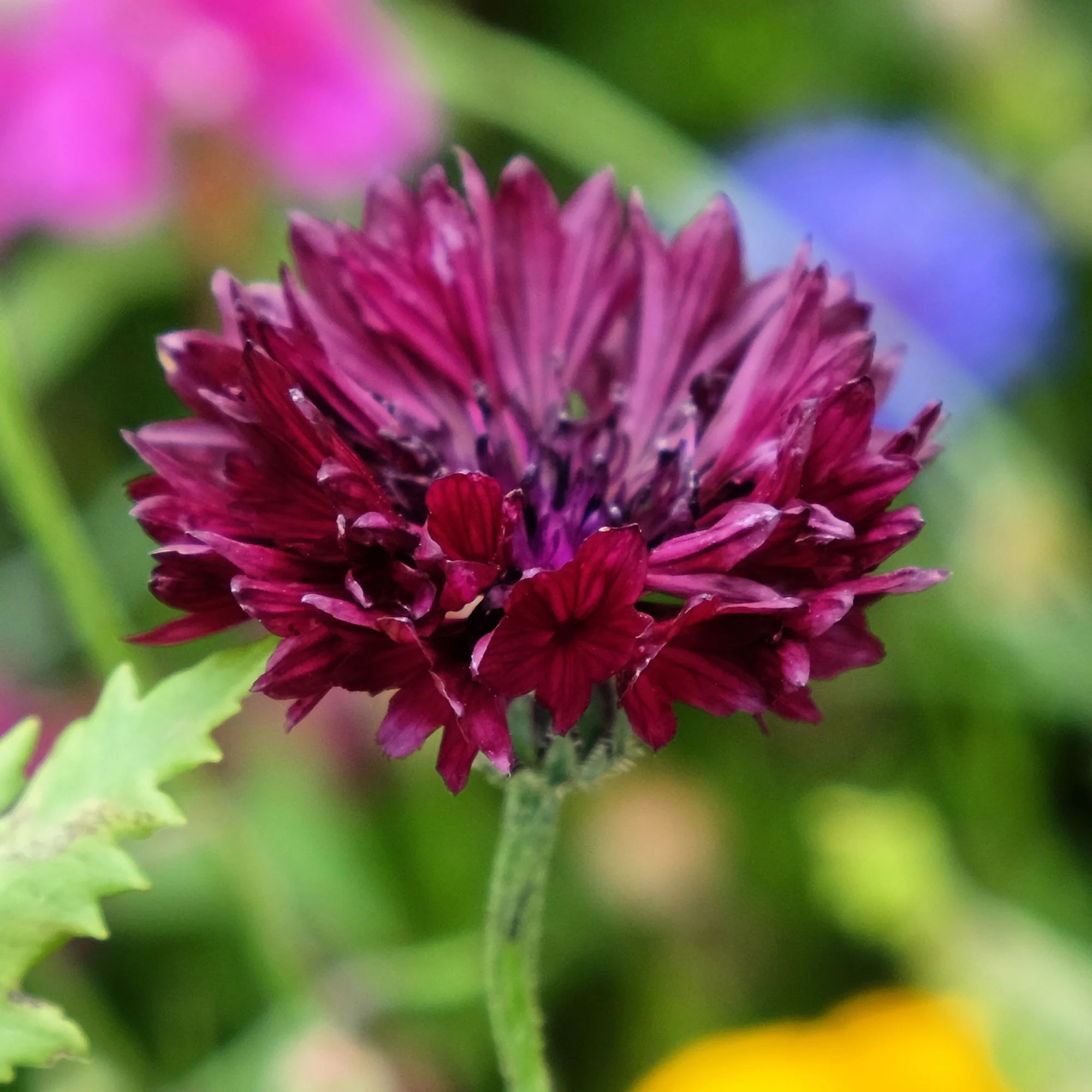 Kornblume Black Ball
