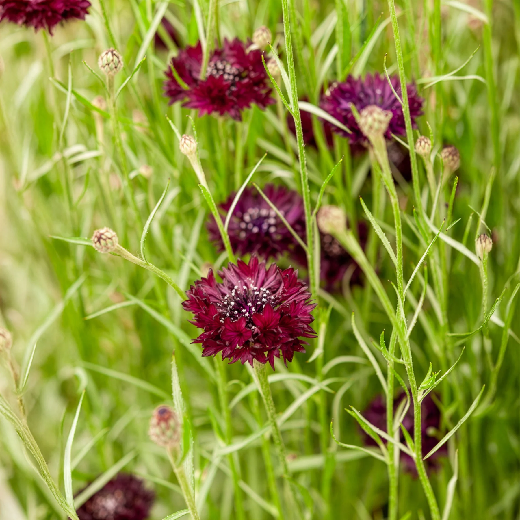 Kornblume Black Ball - Image 2