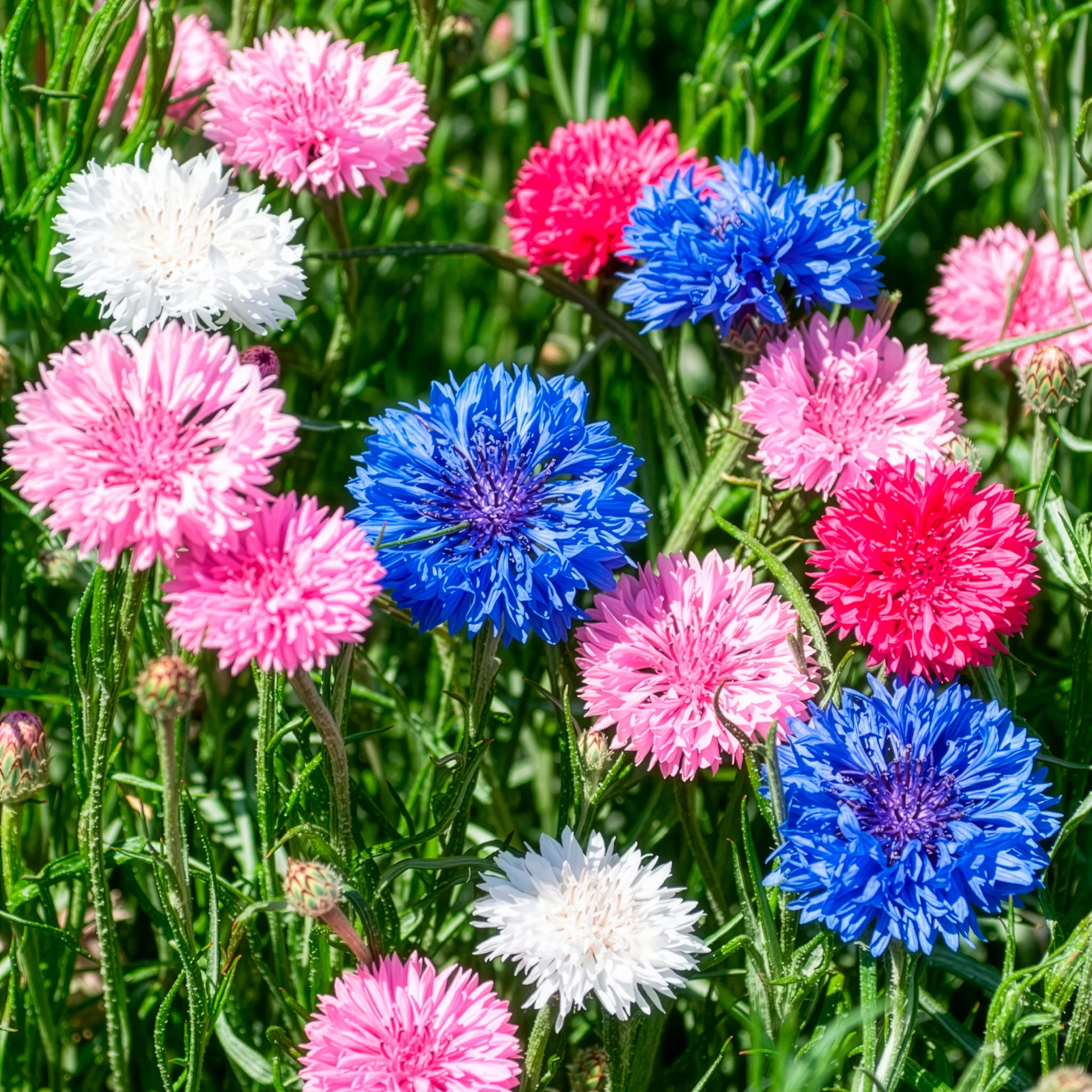 Kornblumen Mischung