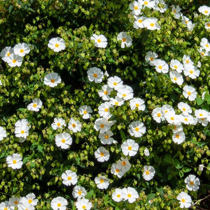 Korsische Zistrose - Image 5