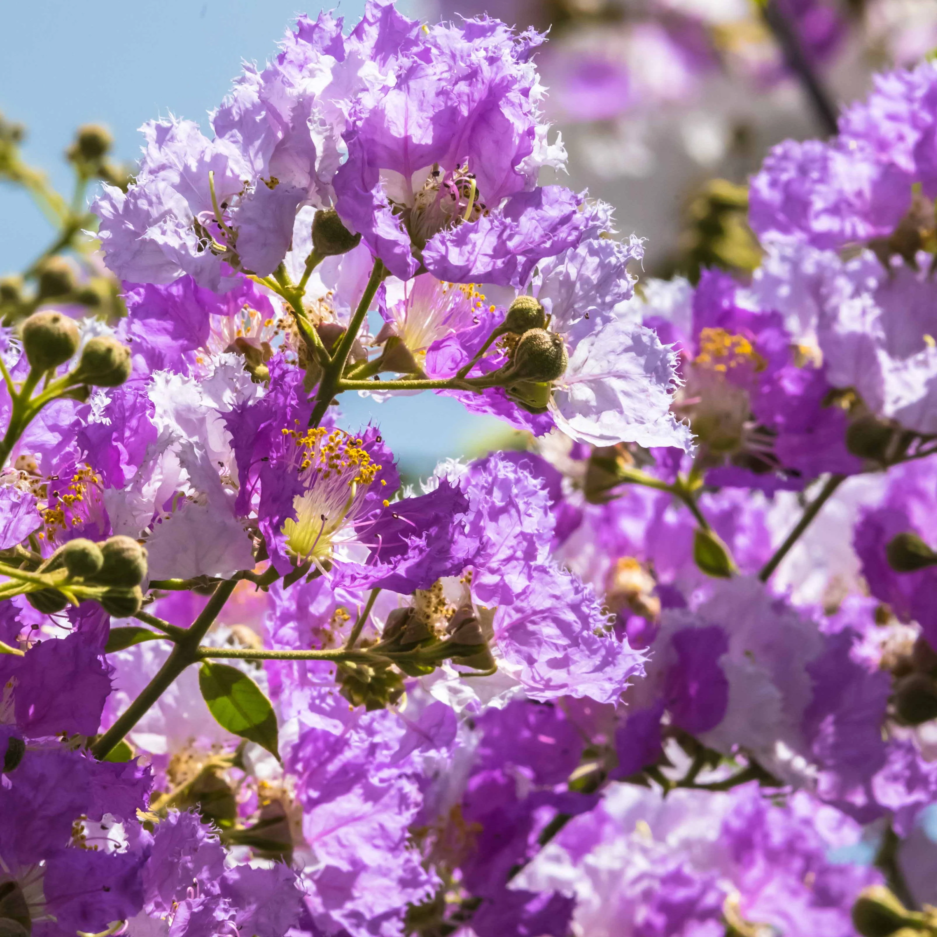 Kreppmyrten Kollektion Rot/Violett/Weiß (x3) - Image 6