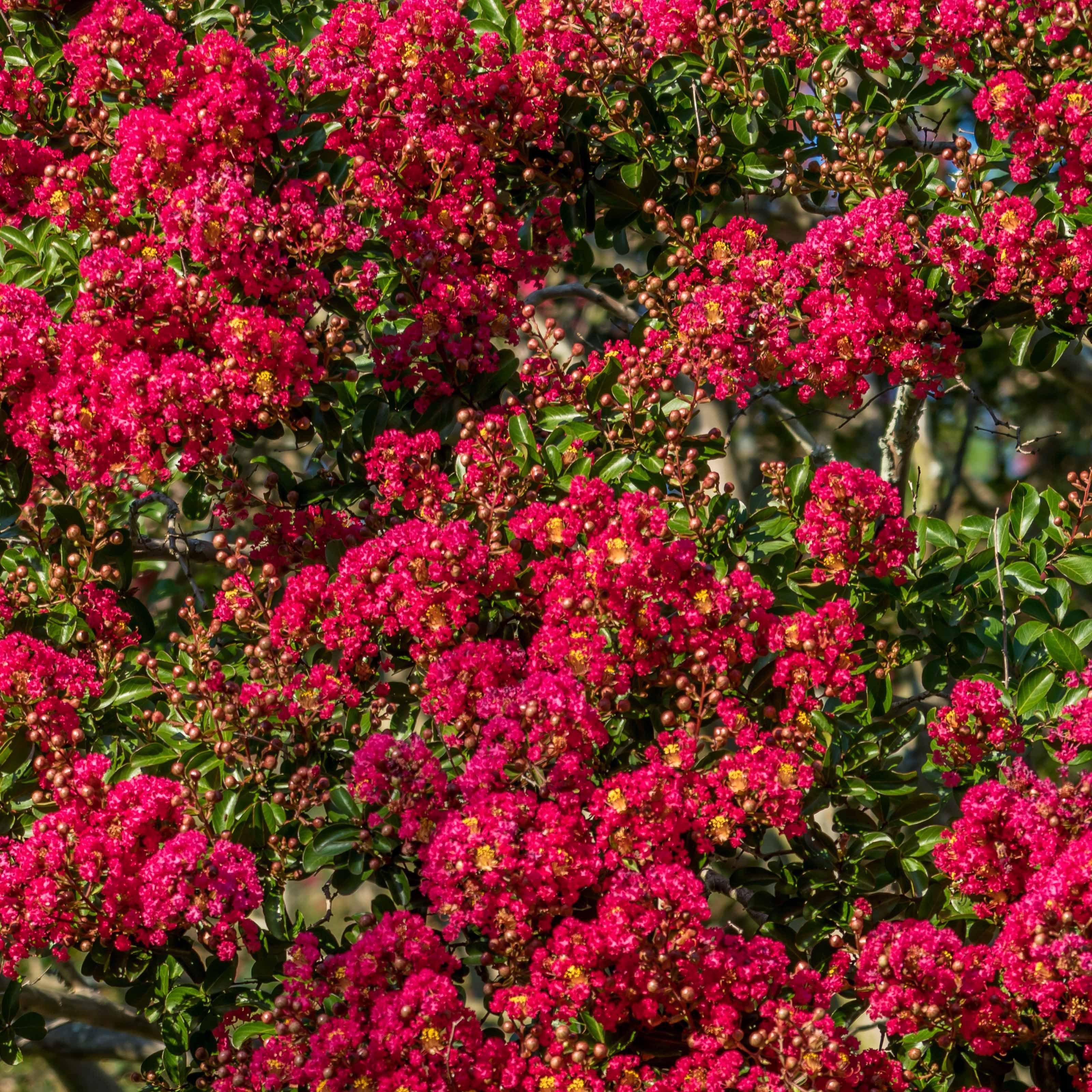 Kreppmyrten Kollektion Rot/Violett/Weiß (x3) - Image 7