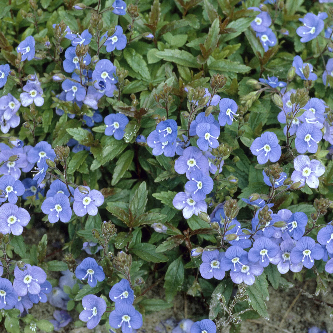 Kriechende Veronika Georgia Blue - Image 2
