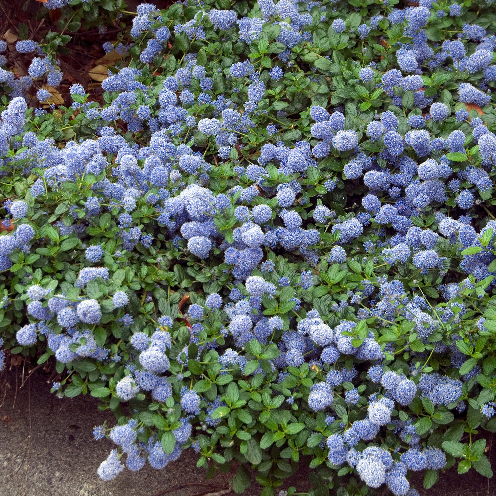 Kriechender Säckelblumenstrauch