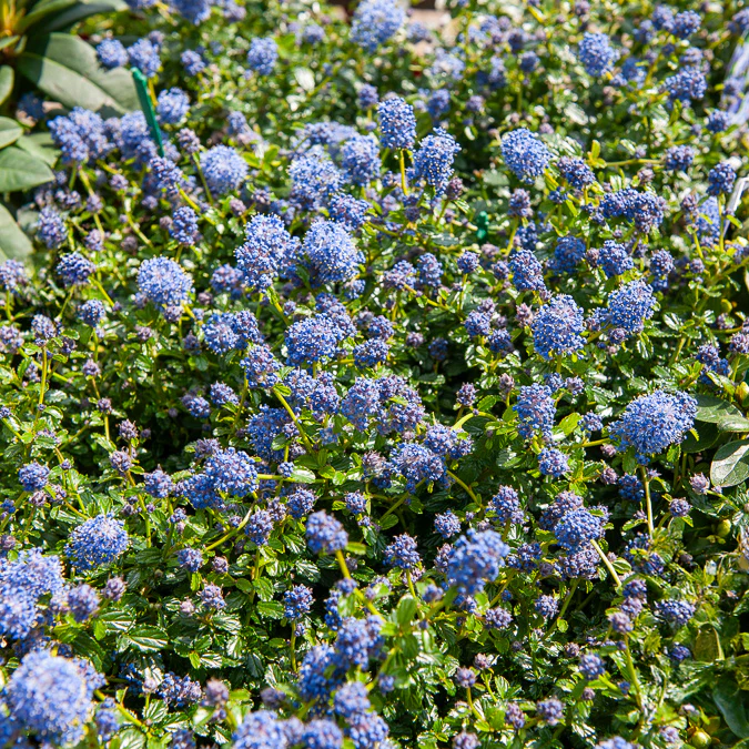 Kriechender Säckelblumenstrauch - Image 3