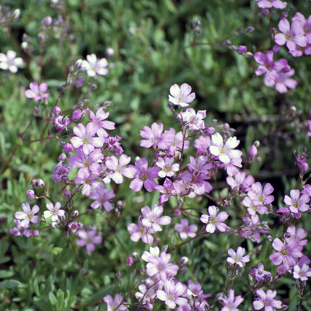 Kriechendes Schleierkraut 'Rosea' - Image 4