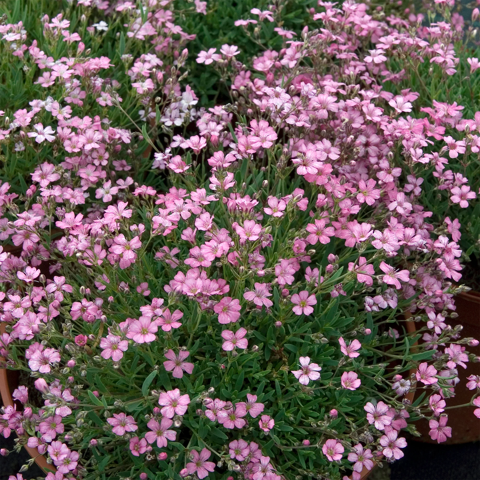 Kriechendes Schleierkraut 'Rosea' - Image 6