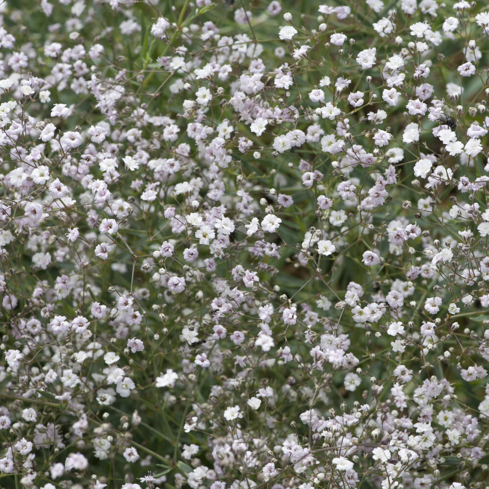 Kriechendes Schleierkraut 'Rosenschleier' - Image 3