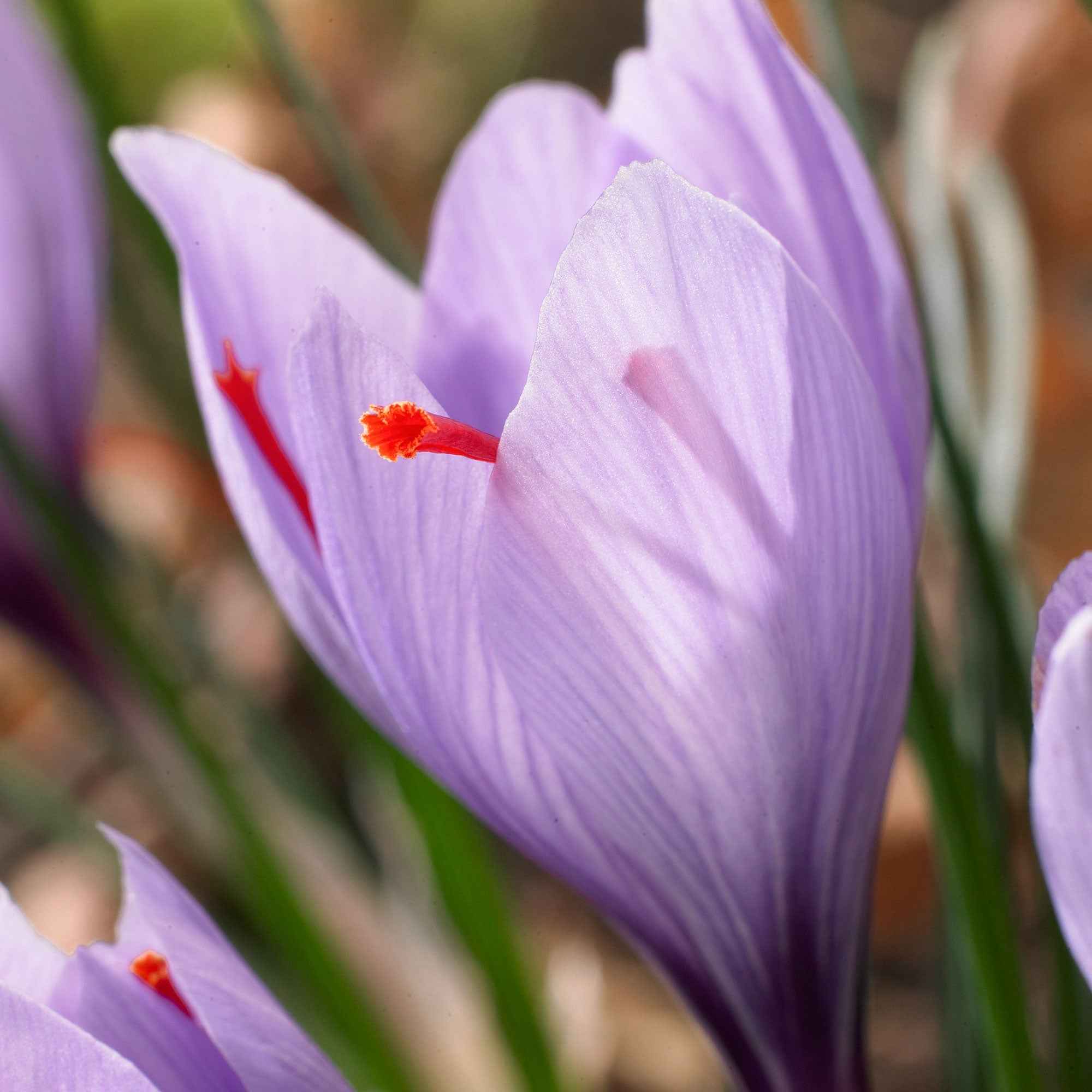 Krokus Crocus sativus (x10) - Image 4