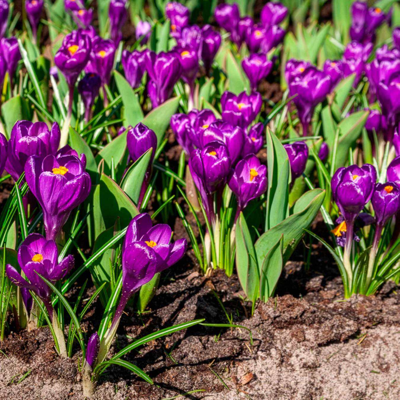 Krokus ‘Flower Record’ (x15) - Image 5