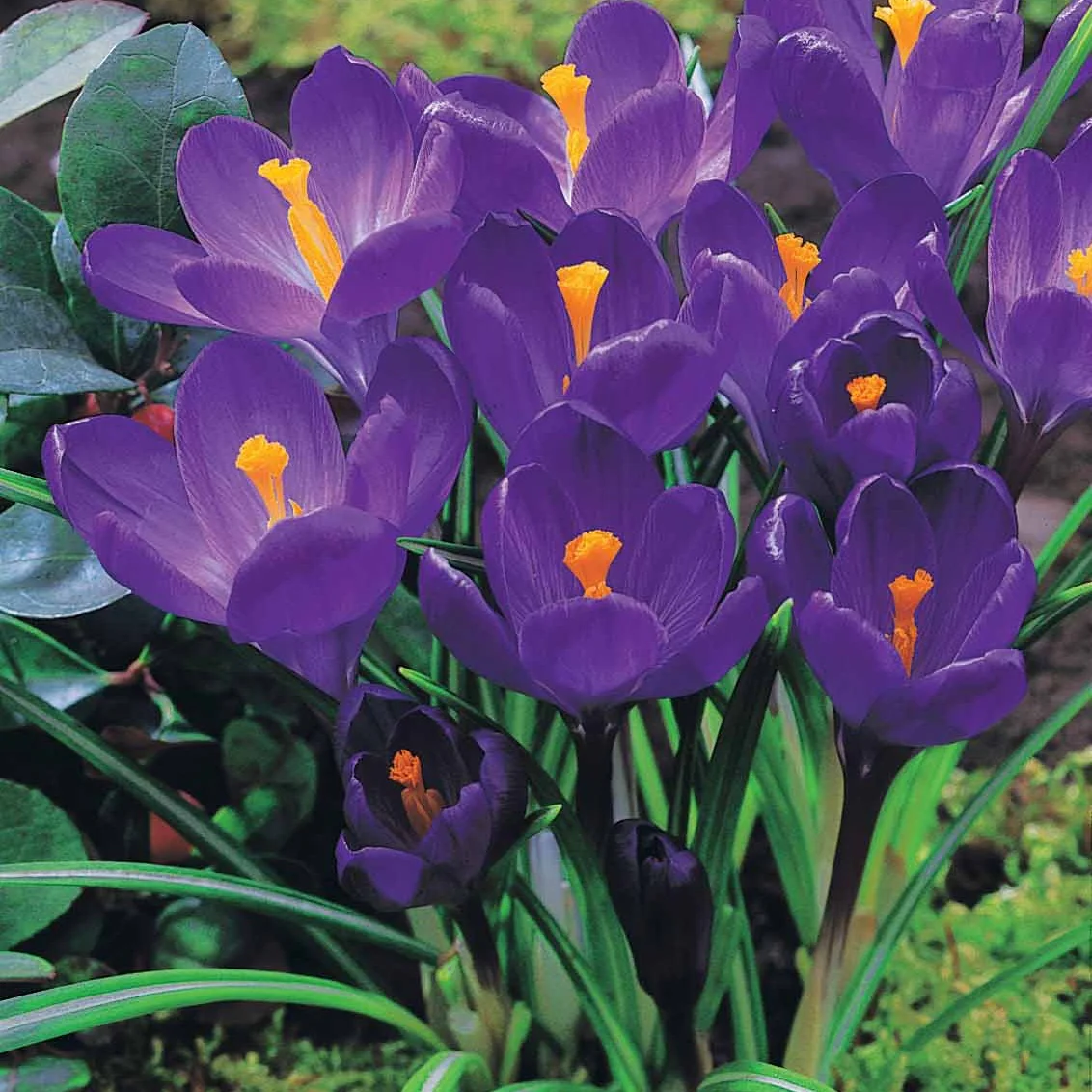 Krokus-Mischung mehrfarbig (x60) - Image 3