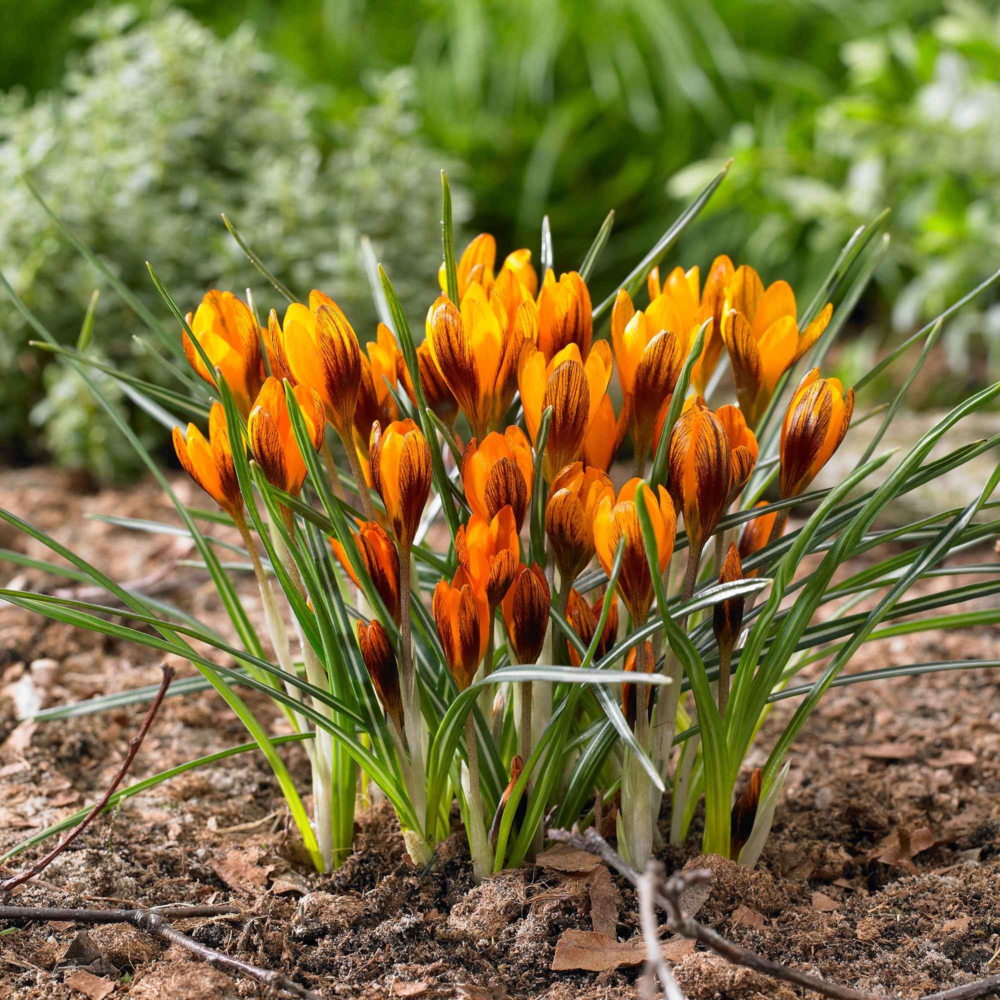 Krokus 'Orange Monarch' (x15) - Image 3