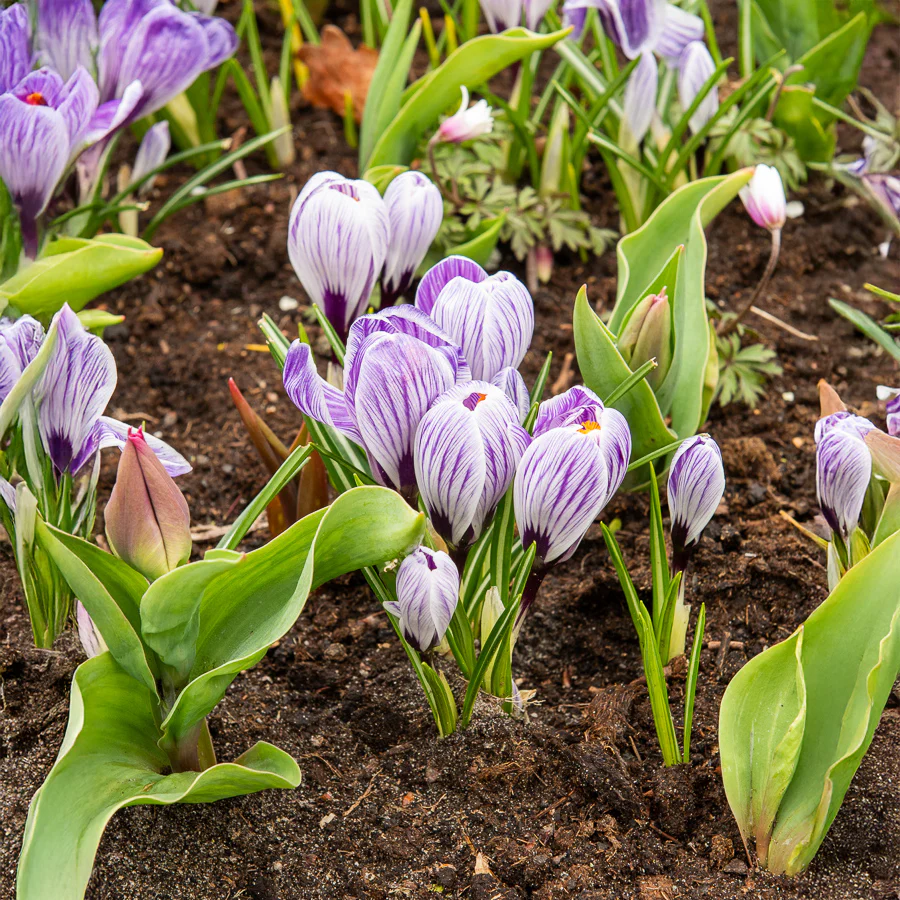 Krokus 'Pickwick' (x15) - Image 2