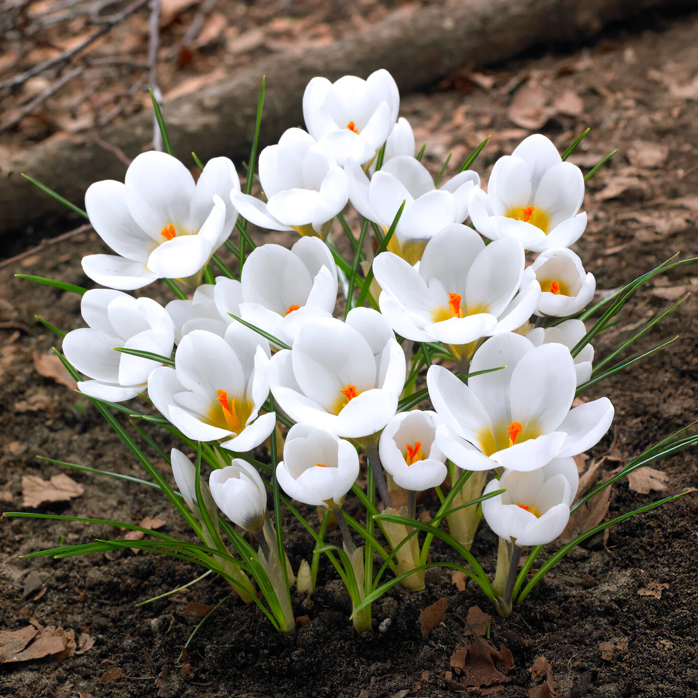 Krokusse Ard Schenk - Image 7