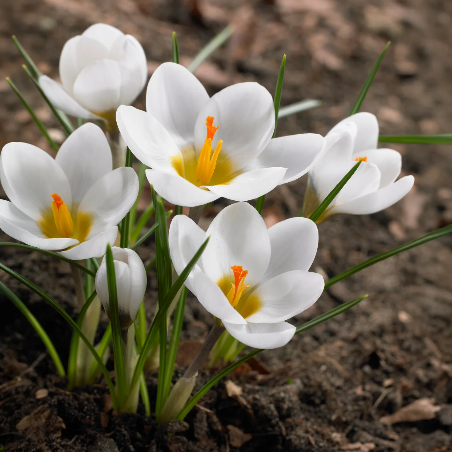 Krokusse Ard Schenk - Image 8