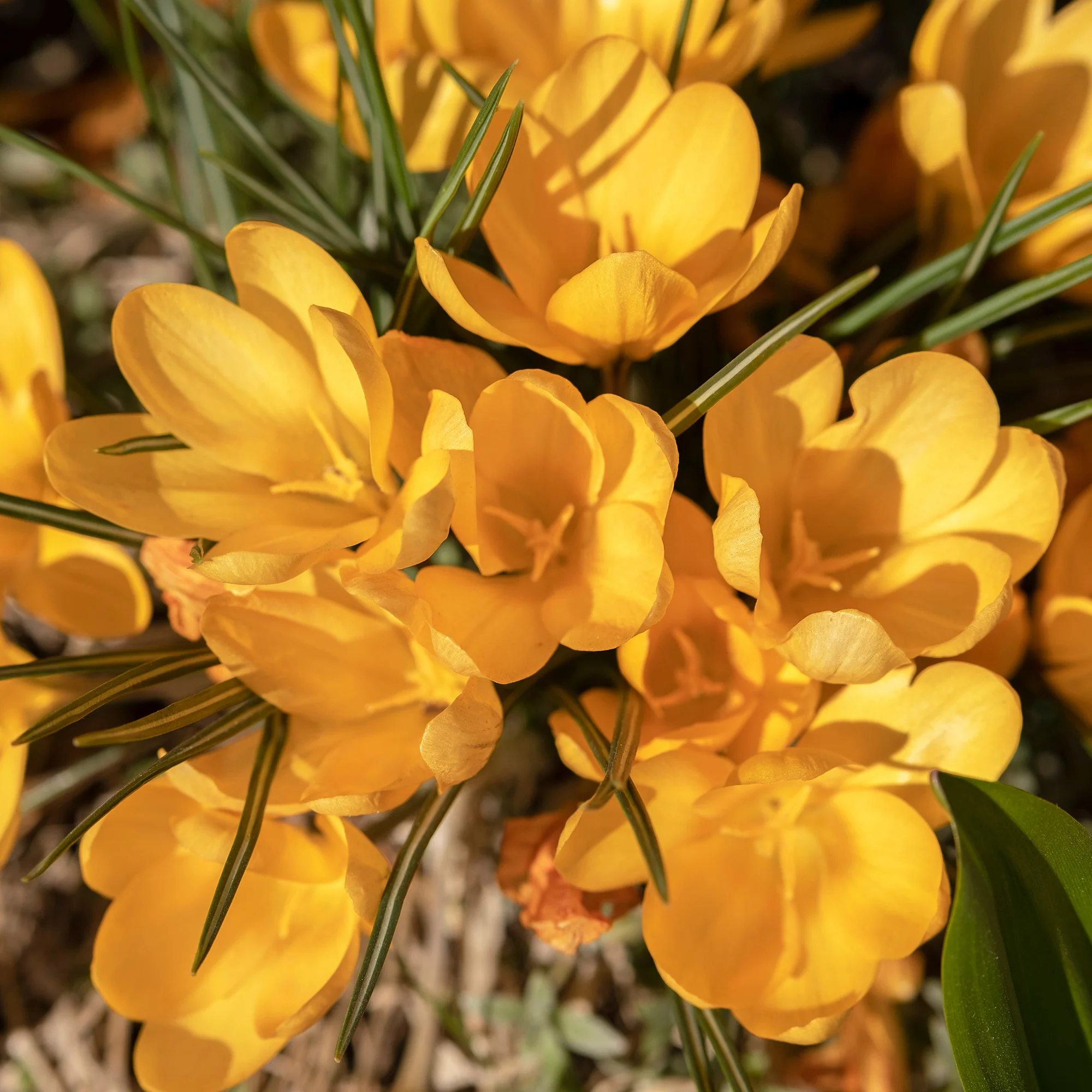 Krokusse Gelbe Riesen (x15) - Image 3