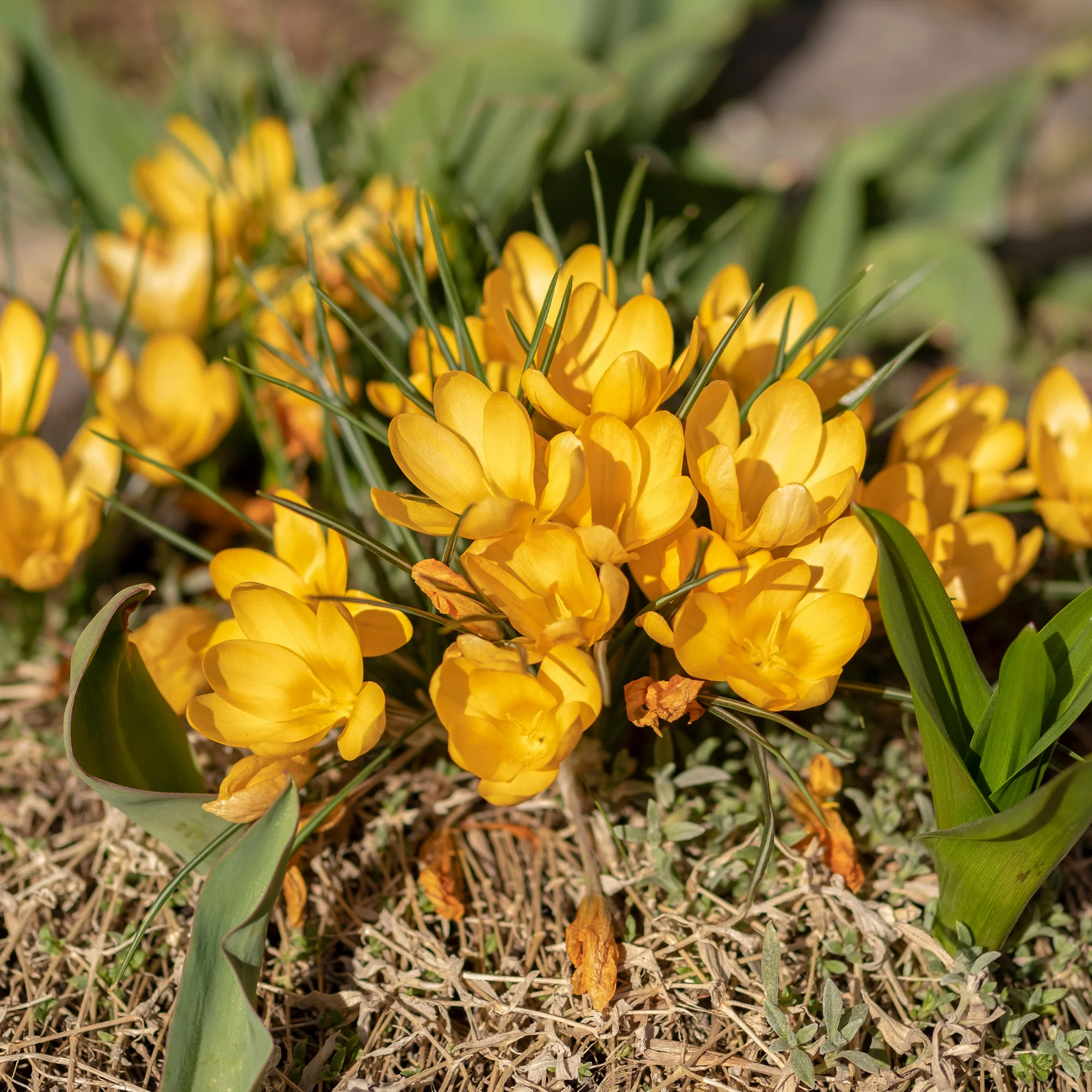 Krokusse Gelbe Riesen (x15) - Image 4