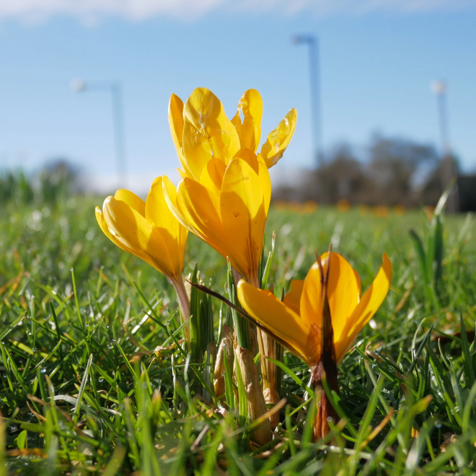 Krokusse Gelbe Riesen (x15) - Image 5