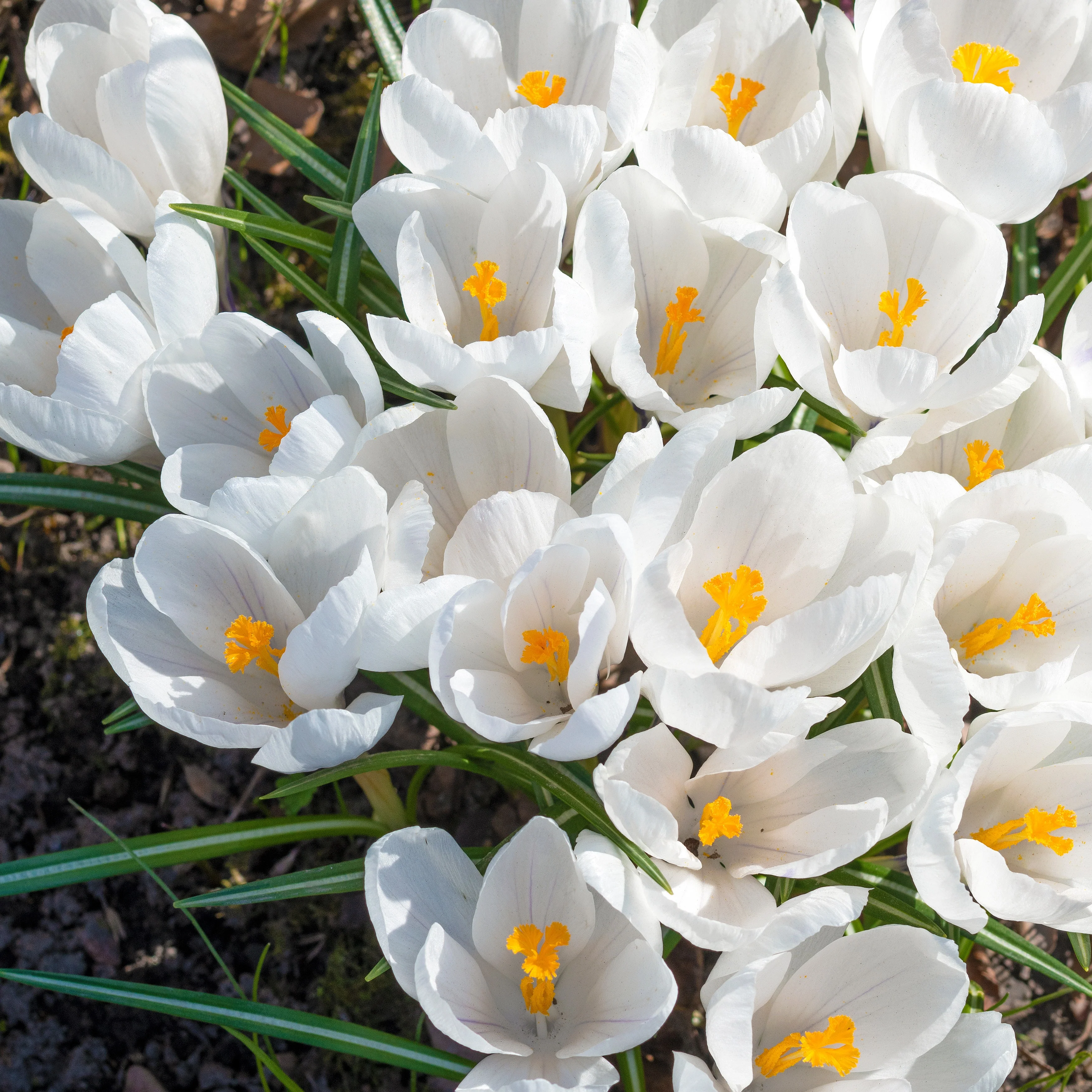 Krokusse ‘Jeanne d’Arc’ (x15)