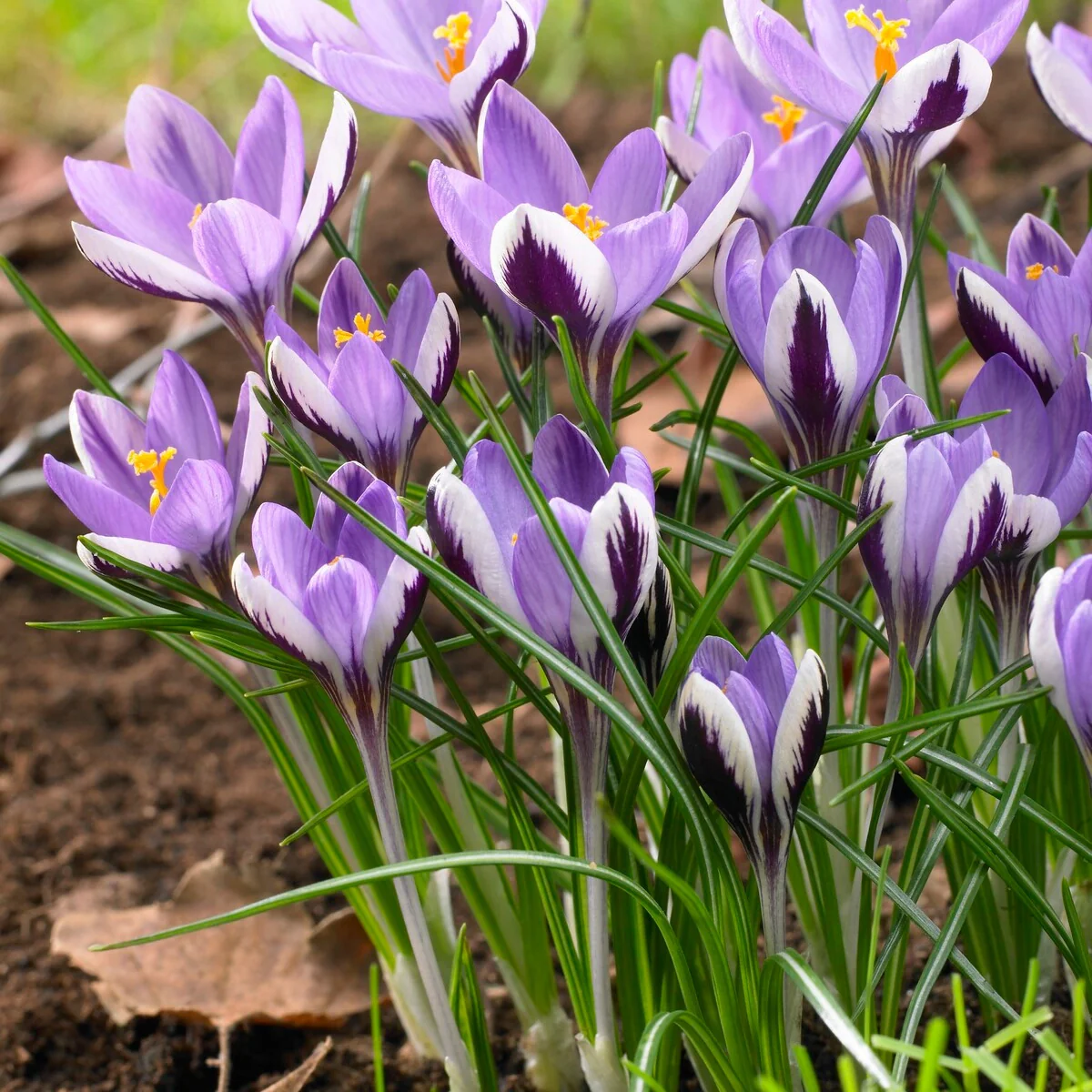 Krokusse Spring Beauty (x10)