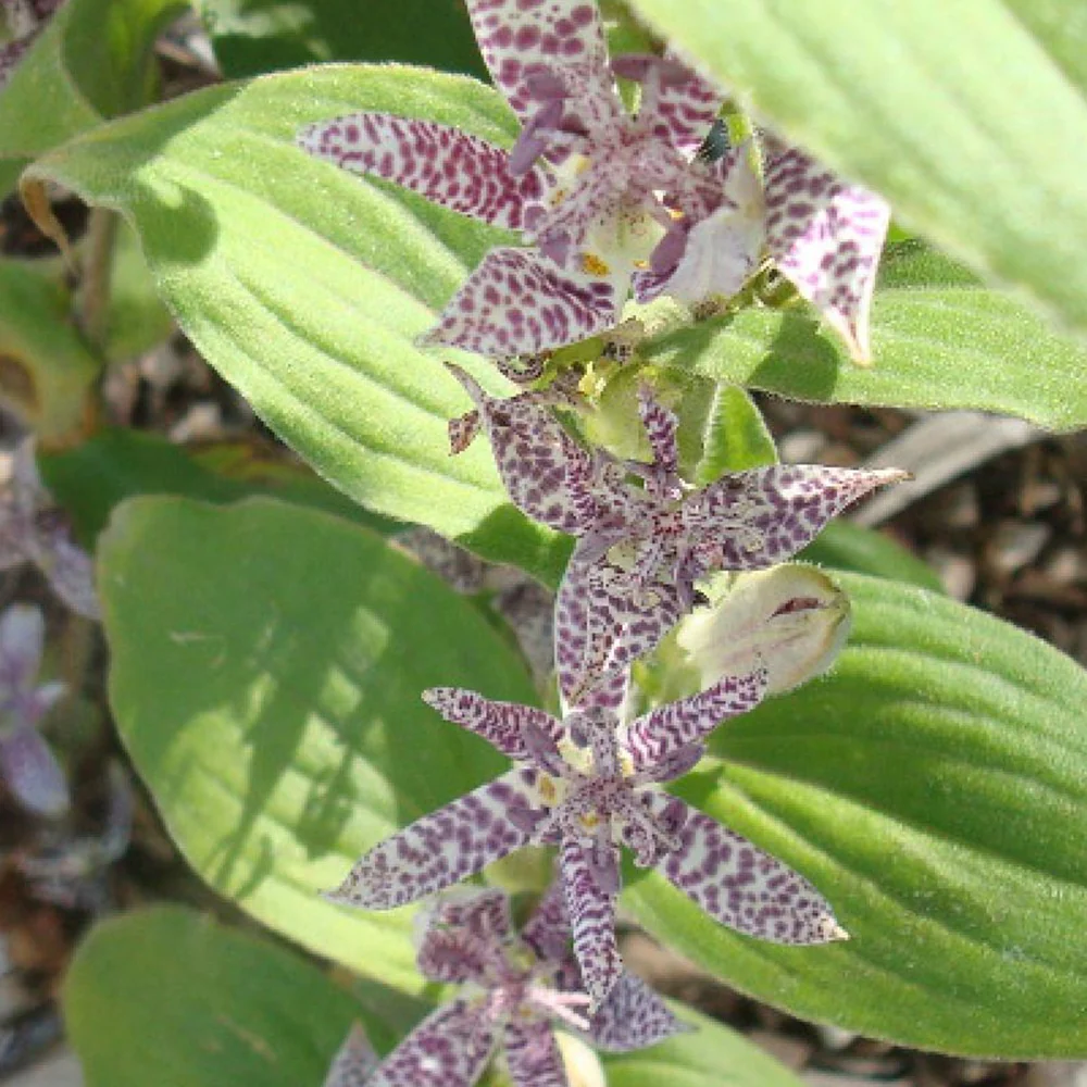 Krötenlilie 'Miyazaki' (Tricyrtis)