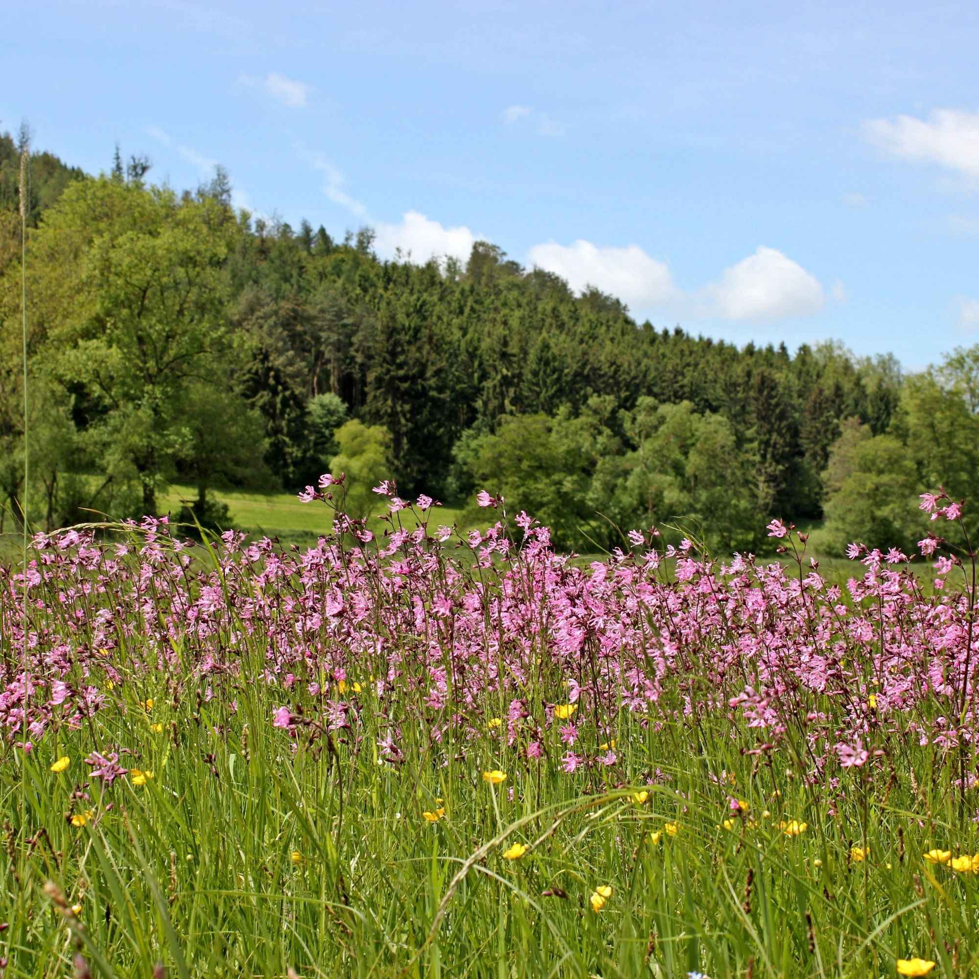 Kuckucksnelke - Image 3