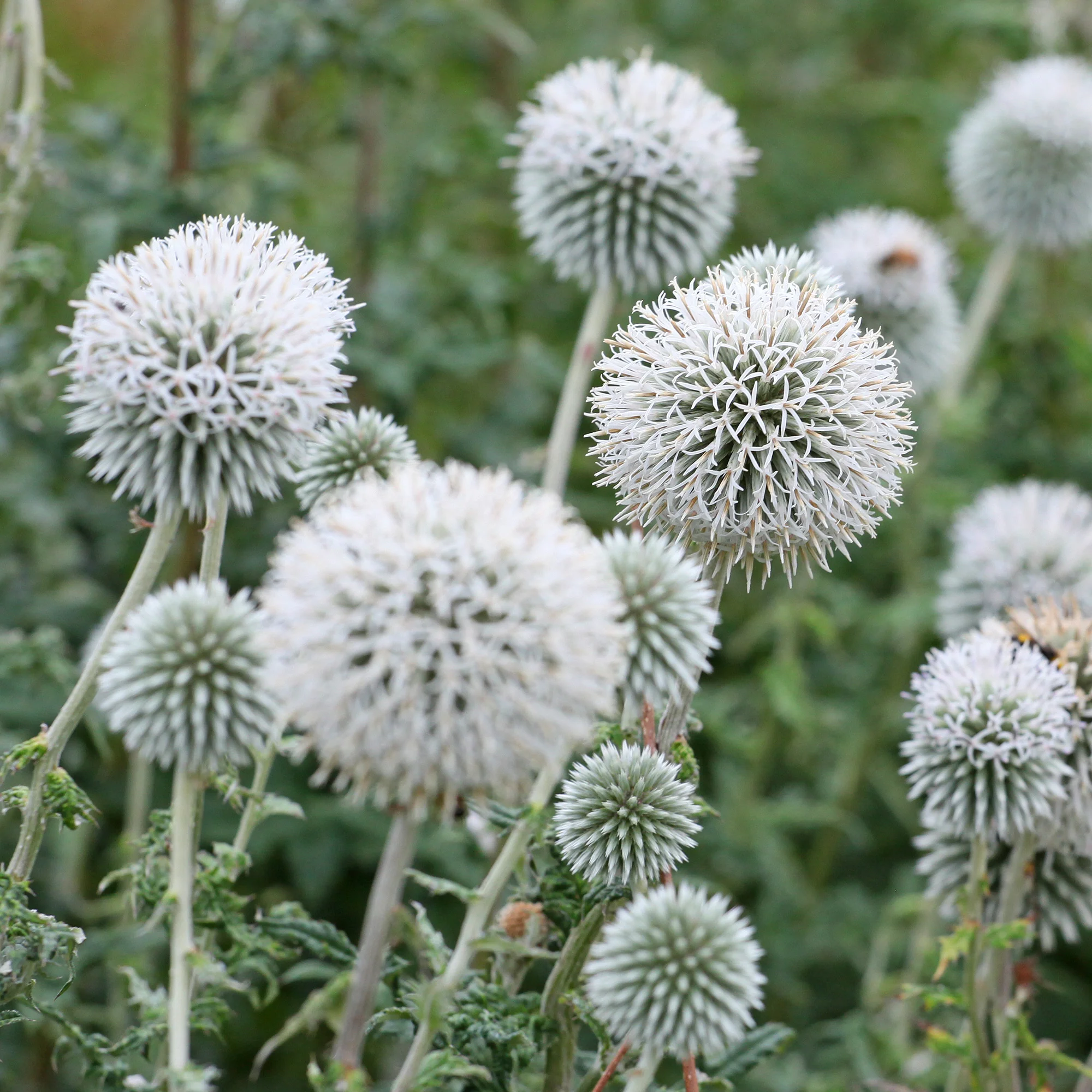 Kugeldistel Star Frost - Image 3