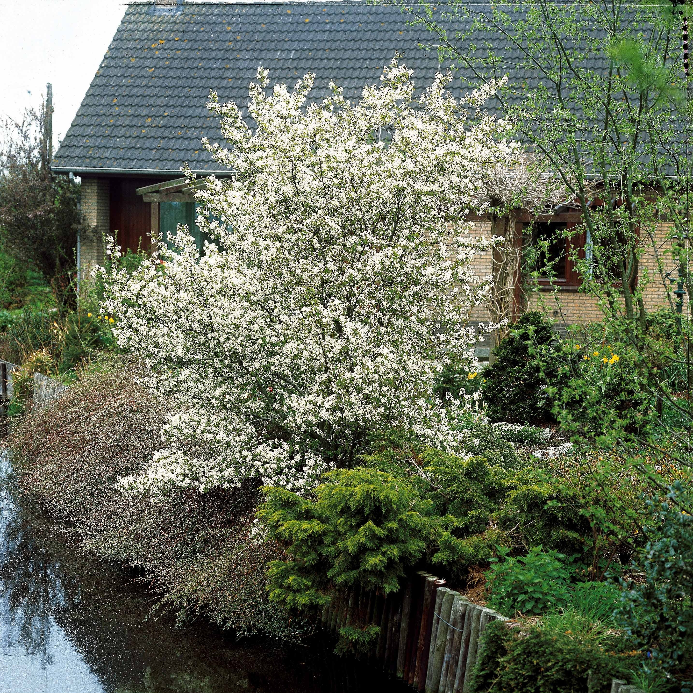 Kupfer-Felsenbirne - Image 3