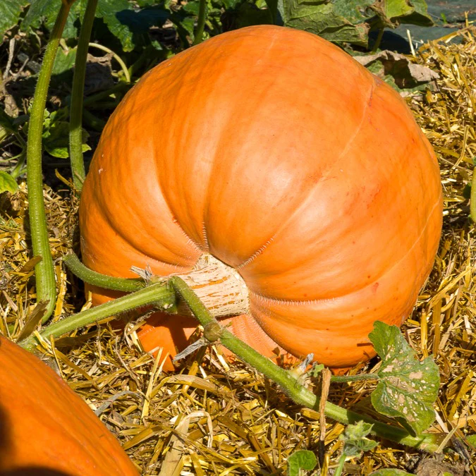 Kürbis Atlantic Giant