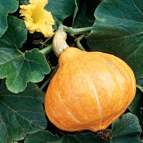 Kürbis ‘Potimarron’ - Image 4