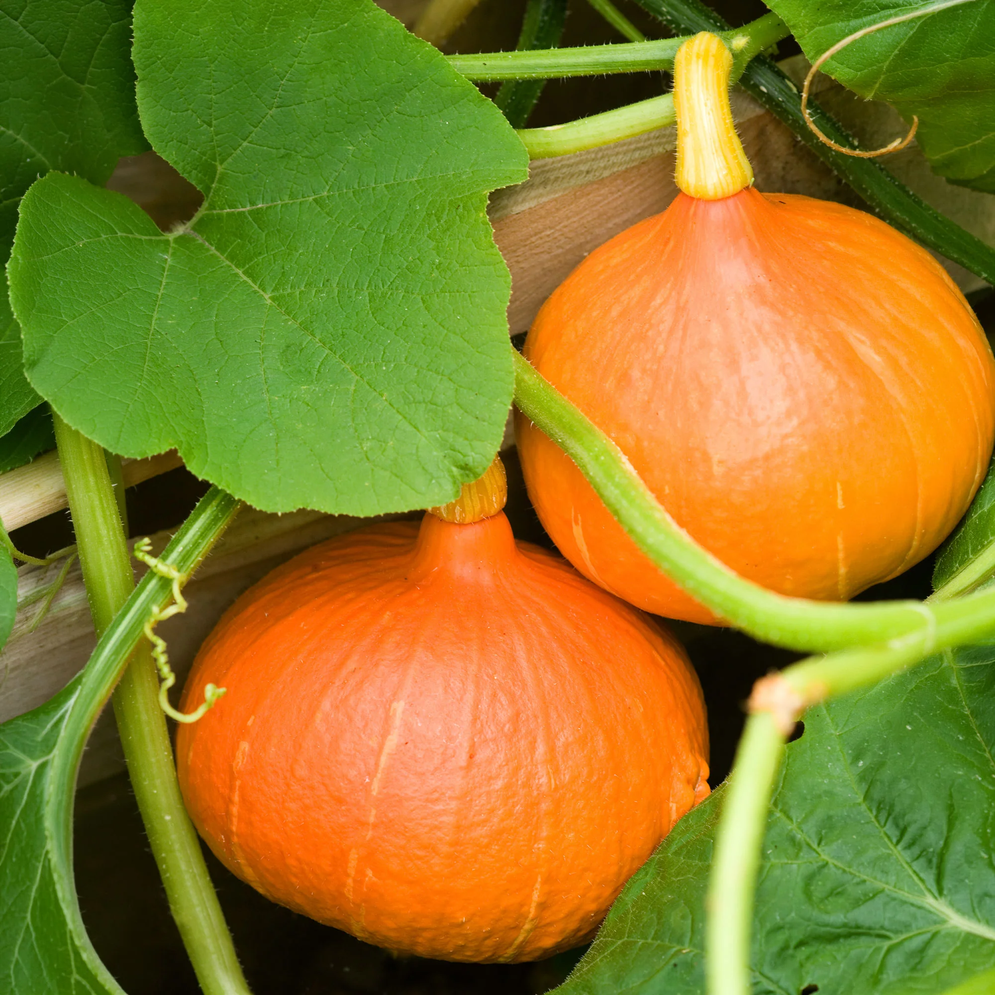 Kürbis Uchiki Kuri Bio - Image 2
