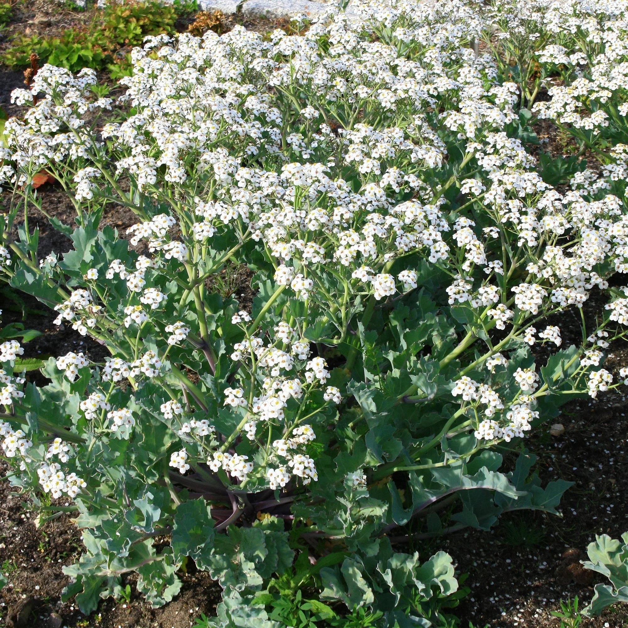 Küsten-Meerkohl - Image 2